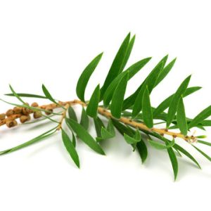 Tea-tree Terpinéol Bio – 10 ML H.E. PHYTOFRANCE