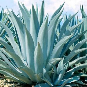 Agave Americana