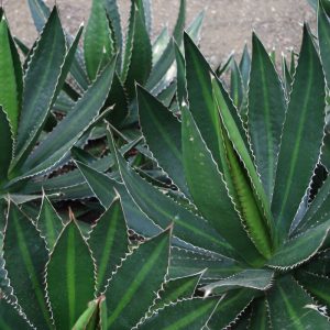 Agave Lophantha