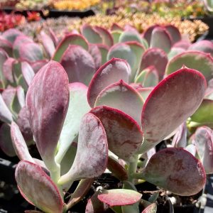 Cotyledon Orbiculata &lsquo;Karoo&rsquo;