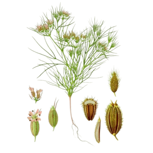 Cumin (Cuminum cyminum L.)