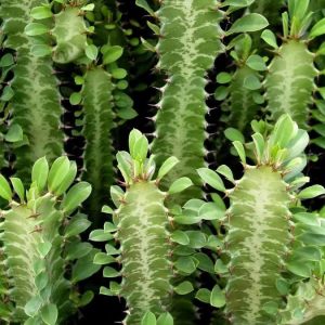 Euphorbia Trigona