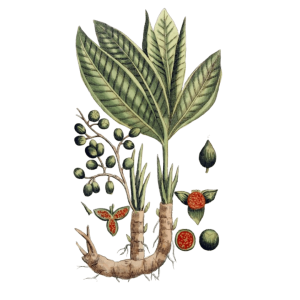Maniguette (Aframomum melegueta)