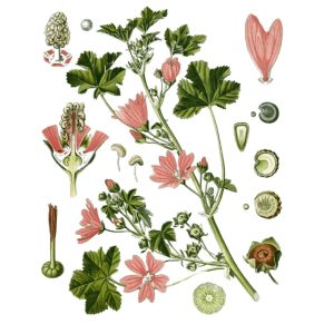 Mauve (Malva sylvestris) feuille / partie aérienne