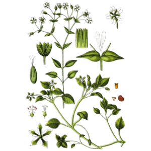 Mouron des oiseaux (Stellaria media)