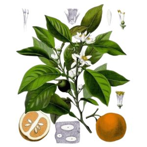 Orange amère (Citrus aurantium)
