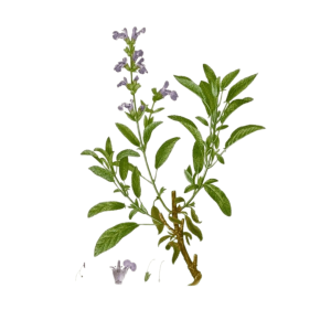 Sauge officinale (Salvia officinalis) feuille coupée